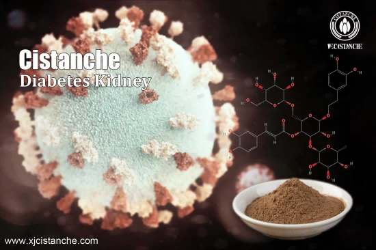 CISTANCHE EXTRACT WITH 25% ECHINACOSIDE AND 9% ACTEOSIDE FOR KIDNEY CISTANCHE EXTRACT WITH 25% ECHINACOSIDE AND 9% ACTEOSIDE FOR KIDNEY