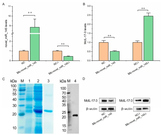 Figure 6. Mc-novel_miR_145 inhibited the expression of McIL-17-3 in M. coruscus hemocytes. (A) The expression of Mc-novel_miR_145 was assessed by qPCR in hemocytes transfected with 145 mimic, 145 inhibitors, and their respective control. (B) After transfection for 24 h, the transcriptional levels of McIL-17-3 were determined by qPCR. (C) Recombinant expression, purification, and the antiserum preparation for McIL-17-3. Lane M, standard protein molecular weight marker. Lane 1, negative control (without induction). Lane 2, induced recombinant protein McIL-17-3. Lane 3, purified McIL- 17-3. Lane 4, Western blot with anti-McIL-17-3 antibody in the hemocytes of M. coruscus. (D) After transfection for 24 h, the protein levels of McIL-17-3 were determined by Western blot. ** p < 0.01 versus the controls
