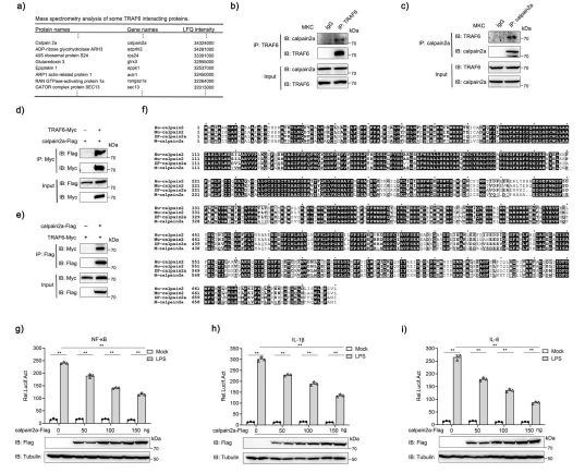 Fig. 1 calpain2a interacts with TRAF6 and inhibits the NF-κB Signaling Pathway. a List of TRAF6 interactome based on Label-free quantification intensity (section). b, c MKC cells seeded in 6 cm2 dishes. After 24 h, cell lysates were immunoprecipitated (IP) with anti-TRAF6 or anti-calpain2a affinity gels. Then the immunoprecipitates and cell lysates were analyzed by IB with the anti-TRAF6 and anti-calpain2a Abs, respectively. d, e HEK 293 cells seeded in 6 cm2 dishes were transfected with the plasmids calpain2a-Flag and TRAF6-Myc (2 μg each). After 24 h, cell lysates were immunoprecipitated (IP) with anti-Myc d or anti-Flag e affinity gels. Then the immunoprecipitates and cell lysates were analyzed by IB with the anti-Myc and anti-Flag Abs, respectively. f The same amino acids among human calpain2a (Hu-calpain2), mouse calpain2a (Mu-calpain2), zebrafish calpain2a (ZF-calpain2a) and miiuy croaker calpain2a (M-calpain2a) are highlighted with black background. g–I EPC cells were transfected with calpain2a-Flag or empty vector together with the NF-κB, IL-1β, and IL-8 luciferase reporters. At 24 h post-transfection, cells were untreated (Mock) or treated with LPS for 6 h. The luciferase activity value was achieved against the Renilla luciferase activity (n = 3 per group). Western blot analysis was used to measure the expression of the transiently transfected calpain2a Flag. The expression of Tubulin was used as a loading control. Data were analyzed by two-way ANOVA (g, h, i). **p < 0.01. All experiments were performed in at least three independent experiments.