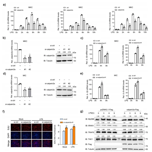 Fig. 2 calpain2a negative regulates LPS-induced NF-κB Signaling Pathway. an IL-1β, IL-8, and IL-6 mRNA in MKC transduced with calpain2a-Flag or empty vector and treated with saline (0) or challenged with LPS for various times (2 h, 4 h, 6 h, 8 h, 10 h) (n = 3 per group). b, d MKC cells and MIC cells were transfected with si-calpain2a #1 and si-calpain2a #2 (100 nM) or si-ctrl (100 nM). At 48 h post-transfection, calpain2a expression was measured by qRT PCR (n = 3 per group). The level of calpain2a protein was determined by Western blotting. c, e IL-1β, IL-8 mRNA in MKC and MIC stably transduced with si-calpain2a #1 or si-ctrl (control vector) and treated with saline (0) or challenged with LPS for various times (4 h, 8 h) (n = 3 per group). f MKC cells were transfected with either si-ctrl or si-calpain2a #1. At 36 h post-transfection, the cells were stimulated with LPS for 12 h, then cell proliferation assay was measured (n = 3 per group). Scale bar, 100 μm. g calpain2a-Flag was transfected into MKC cells which were challenged with LPS at various times (3 h, 6 h, 9 h). Immunoblot analysis of cell lysates with indicated Abs. Relative mRNA level was normalized to the expression of the gene encoding β-actin in each sample. All experiments were performed in at least three independent experiments. Data were analyzed by two-way ANOVA (a, c, e, f) or one-way ANOVA (b, d). *p < 0.05, **p < 0.01.