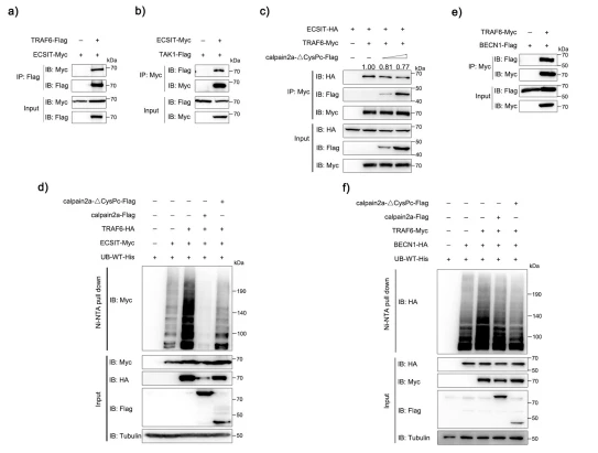 Fig. 7 calpain2a inhibits TRAF6-mediated ubiquitination of ECSIT and BECN1. a HEK293 cells were transfected with ECSIT-Myc, TRAF6-Flag, or empty vector. After 24 h post-transfection, the cells were lysed and IP analyzed with Flag antibody. b HEK293 cells were transfected with TAK1-Flag, ECSIT-Myc, or empty vector. After 24 h post-transfection, the cells were lysed and IP analyzed with Myc antibody. c HEK293 cells were transfected with TRAF6-Myc, ECSIT-HA, empty vector, or different concentrations of calpain2a-ΔCysPc-Flag. After 24 h post-transfection, the cells were lysed and IP analyzed with Myc antibody. d HEK293 cells were cotransfected with ECSIT-Myc, TRAF6-HA, WT-ubiquitin-His together with calpain2a-Flag, calpain2a-ΔCysPc-Flag or empty vector. After 24 h post-transfection, the cells were lysed and purified with Ni-NTA agarose. e HEK293 cells were transfected with BECN1-Flag, TRAF6-Myc, or empty vector. After 24 h post-transfection, the cells were lysed and IP analyzed with Myc antibody. f HEK293 cells were cotransfected with BECN1-HA, TRAF6-Myc, WT-ubiquitin-His together with calpain2a-Flag, calpain2a-ΔCysPc-Flag or empty vector. After 24 h post-transfection, the cells were lysed and purified with Ni-NTA agarose. The immunoprecipitates and inputs with anti-Myc, anti-Flag, anti-HA, and anti-Tubulin Abs. All experiments were performed in at least three independent experiments.