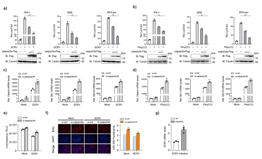 Fig. 8 calpain2a inhibits SCRV- or Poly(I: C)-induced IFN activation. a b EPC cells were transfected with different concentrations of calpain2a-Flag or empty vector together with the IFN-1, ISRE, and IRF3-pro luciferase reporters. At 24 h post-transfection, cells were mock-infected or infected with SCRV or Poly(I: C) for 12 h (n = 3 per group). Western blot analysis was used to measure the expression of transiently transfected calpain2a-Flag. The expression of Tubulin was used as a loading control. c, d Viperin, Mx1, ISG15 mRNA in MKC stably transduced with si-calpain2a #1 or si-ctrl (control vector) and treated with saline (0) or challenged with SCRV or Poly(I: C) for 24 h. Relative mRNA level was normalized to the expression of the gene encoding β-actin in each sample (n = 3 per group). e, f MKC cells were transfected with either si-ctrl or si-calpain2a #1. At 24 h post-transfection, the cells were stimulated with SCRV for 24 h, then cell viability assay and cell proliferation assay were measured (n = 3 per group). Scale bar, 100 μm. g MKC cells were transfected with calpain2a-Flag or pcDNA3.1, then infected with SCRV for 24 h (n = 3 per group). The qRT-PCR analysis was conducted for intracellular and supernatant SCRV RNA expression. All experiments were performed in at least three independent experiments. Data were analyzed by one-way ANOVA (a, b), two-way ANOVA (c, d, e, f), or two-tailed Student's t-test (g). *p < 0.05, **p < 0.01.