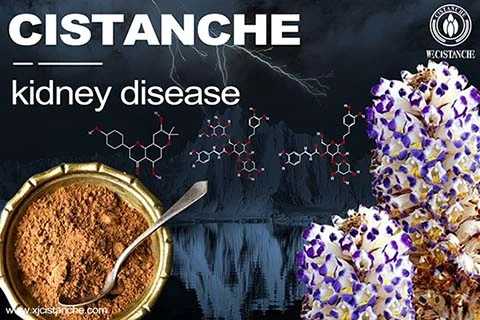 CISTANCHE EXTRACT WITH 25% ECHINACOSIDE AND 9% ACTEOSIDE FOR KIDNEY FUNCTION