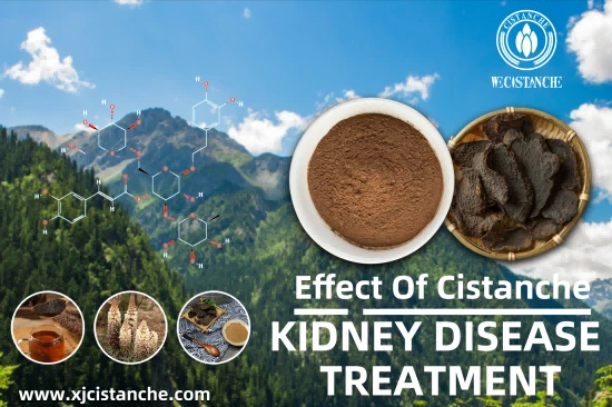 CISTANCHE EXTRACT WITH 25% ECHINACOSIDE AND 9% ACTEOSIDE FOR KIDNEY FUNCTION