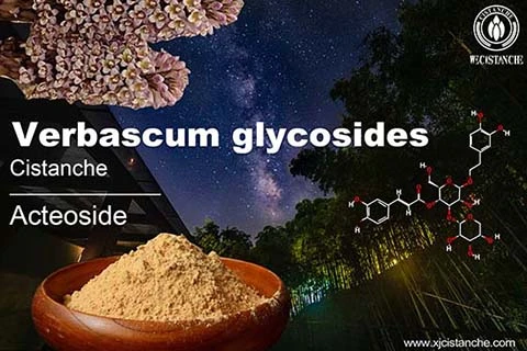 cistanche for hypoglycemic 