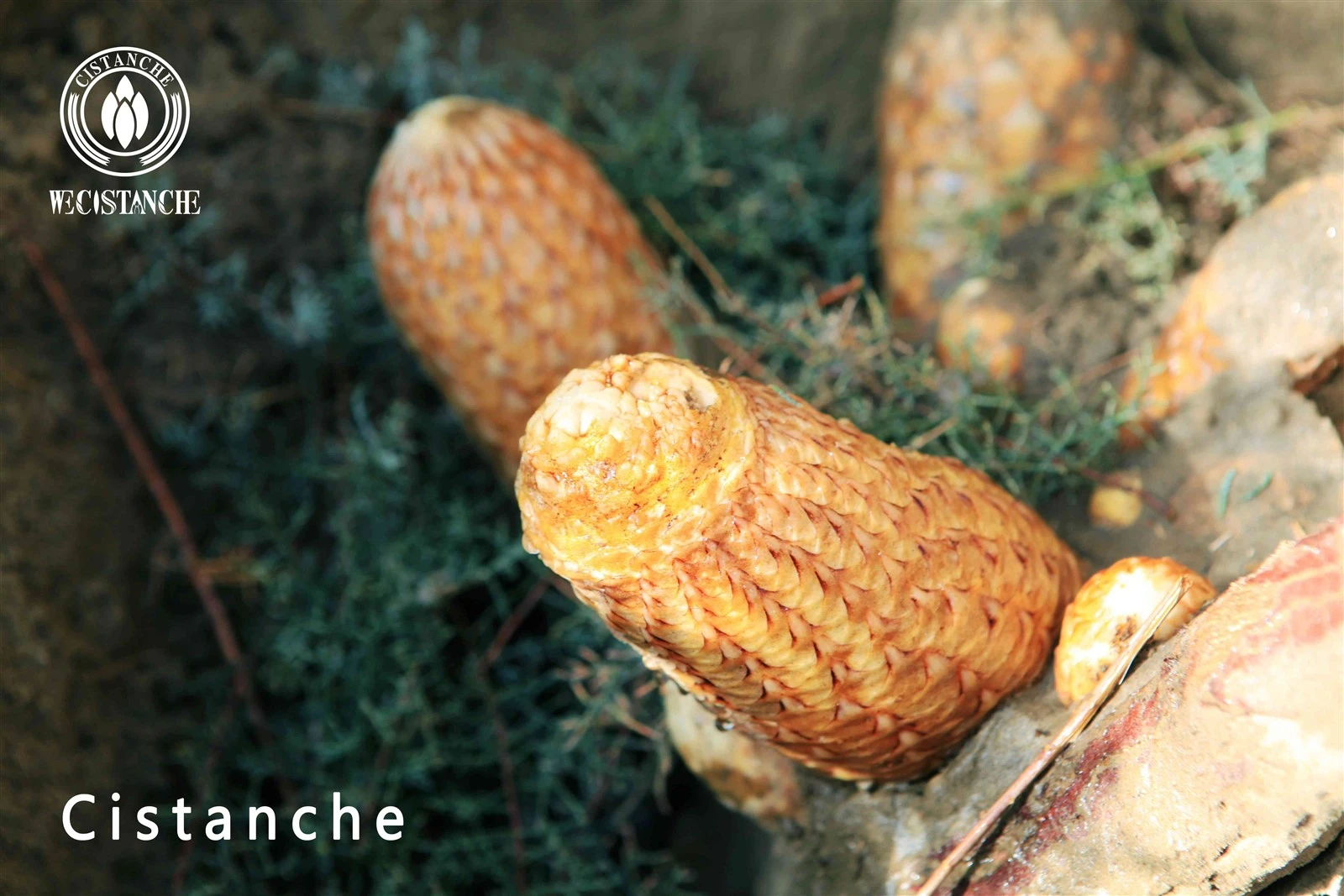 cistanche plant cistanche herb for men