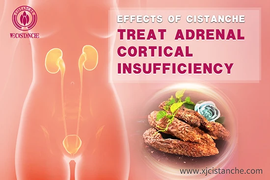 Cistanche deserticola efficacy-Tonifying kidney (5)