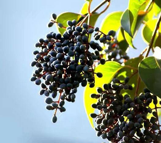 Ligustrum lucidum