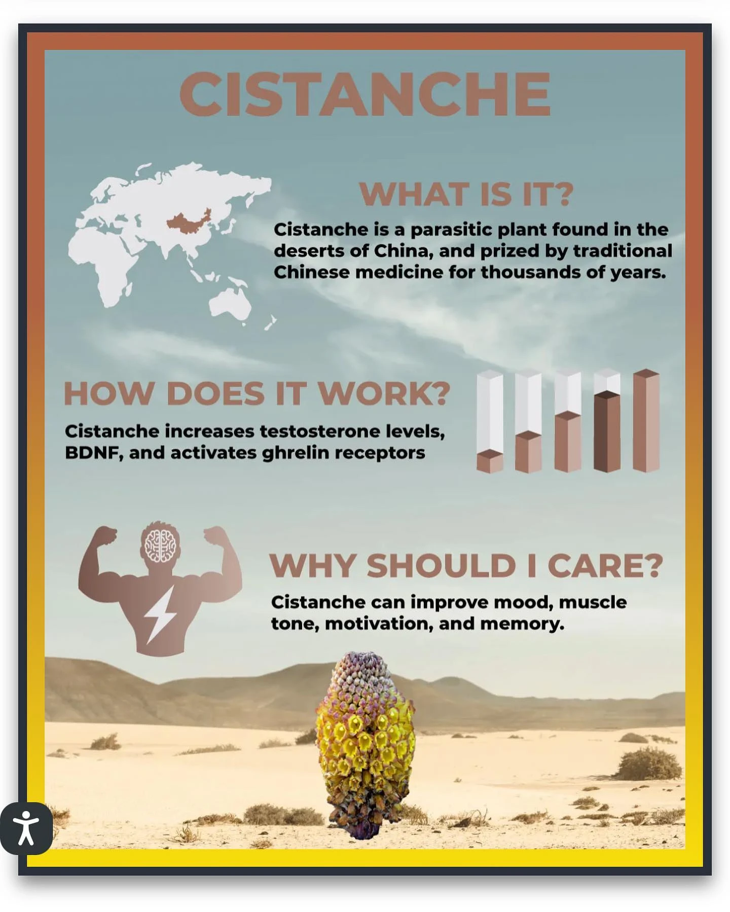 High-Quality Cistanche Tubulosa for Men Health
