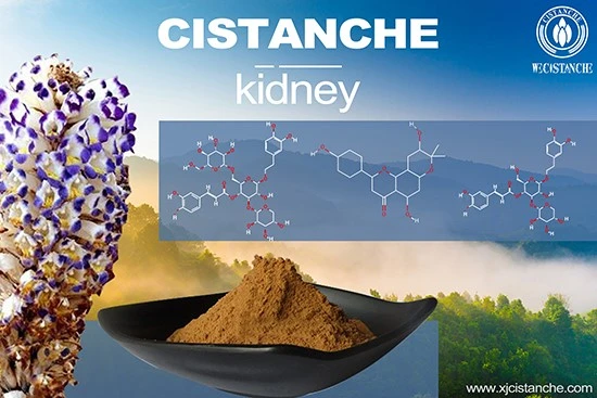Cistanche-kidney-22 Cistanche-kidney-22