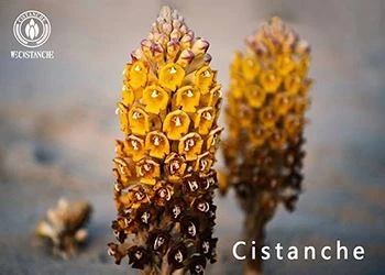 cistanche cistanche